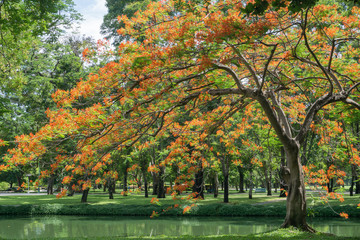 Red flowers on trees