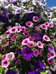 Petunie, Pitunia, surfina