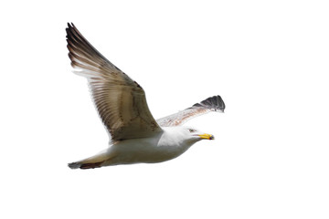 Flying Seagull Bird Isolated on White