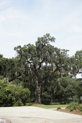 Obraz premium Mossy Oak