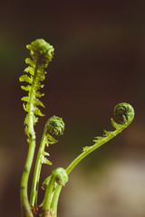 Young fern shoots