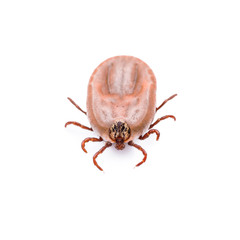 Encephalitis or Lyme Virus Infected Tick Insect Isolated on White