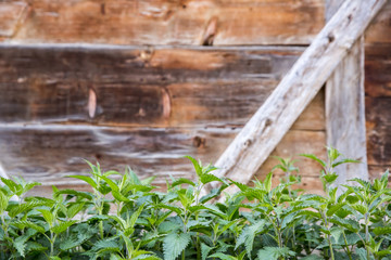 Fresh green nettle on a wooden background with space for your text