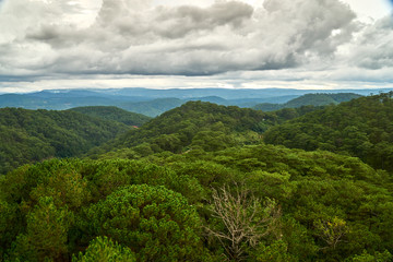 Obraz premium Pine forest - high angle view - from the Dalat Cable Car to the Truc Lam pagoda. Dalat, Vietnam.