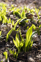 Ramsons (bear's garlic)
