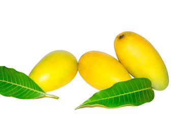 Group of mango and Mango leaves on white background for isolated the background, Thai mango on on white background for cut off, Asia mango on summer.