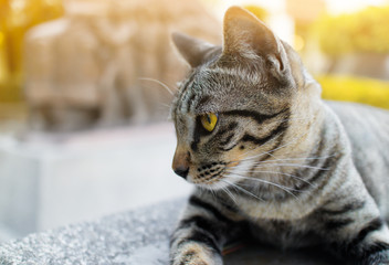 Portrait of tabby cat  lie down on stone platform in the park