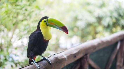 Toucan in tropical forest