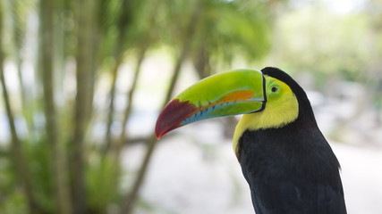 Toucan in tropical forest