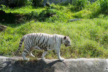 White tiger walking in the zoo