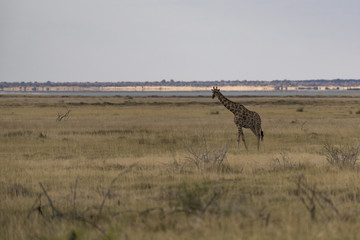 Giraffe