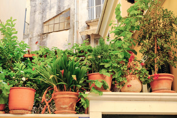 Fototapeta na wymiar Clay pots with flowers in Corfu Street.