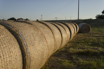Row of straw bales