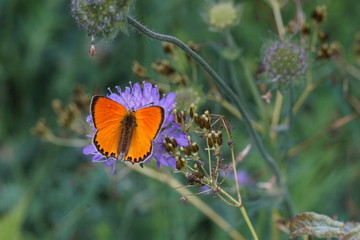 Lycaena