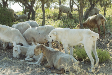 A shepherd dog guarding a sheep flock