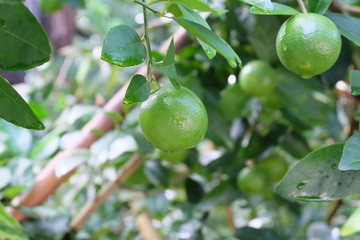 lemon on the tree