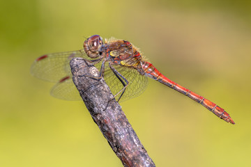 Common darter dragonfly perched on stick