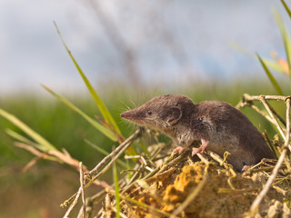 Bicolored White-toothed Shrew