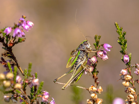 Bog Bush-cricket on heather