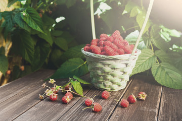 Basket with raspberries near bush on wooden table in garden