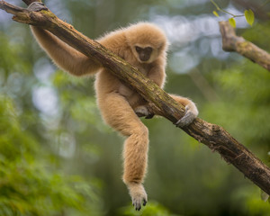 Lar gibbon climbing on branch in natural environment