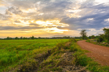 Fototapeta na wymiar field farm rice in north Thailand