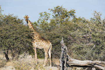 Giraffe