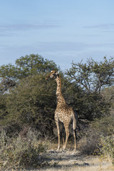 Giraffe