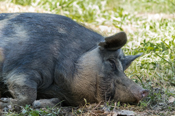 Sleeping Hog