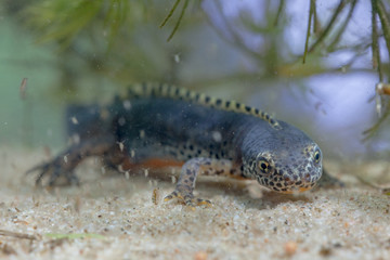 Submersed Alpine Newt resting on the bottom
