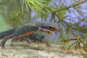 Swimming Female Alpine Newt