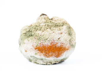 rotten and moldy orange