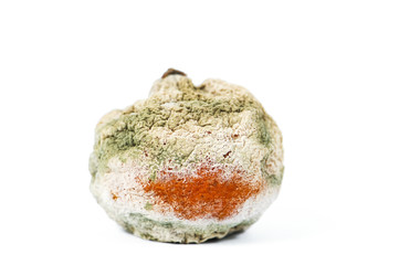 rotten and moldy orange