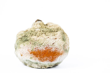 rotten and moldy orange