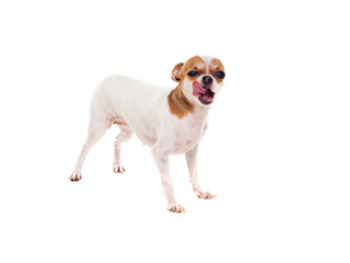 Small brown and white dog