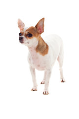 Small brown and white dog