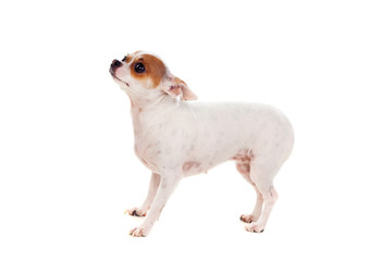 Small brown and white dog