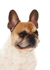 Fototapeta premium Portrait in Studio of a cute bulldog