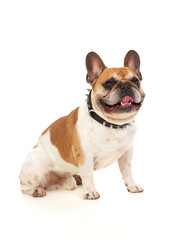 Portrait in Studio of a cute bulldog