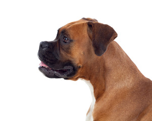 Beautiful boxer dog