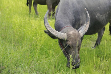 Obraz premium Buffalo is a four-foot animal that feeds on long, spiky, and spiked cats. Grass is a food to live in a rural outdoor field.