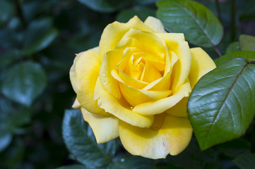 yellow roses in the garden