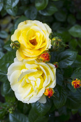 yellow roses in the garden