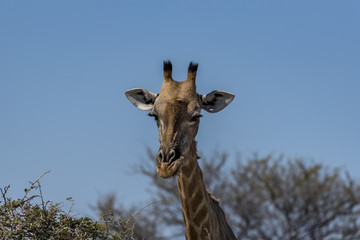 Giraffe