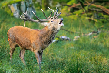 Hirsch in der Brunftzeit