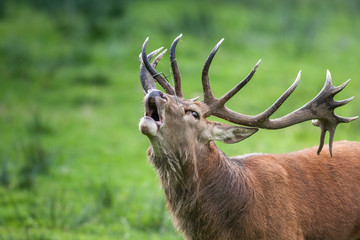 Hirsch in der Brunftzeit