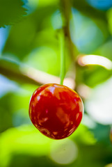 Red cherry