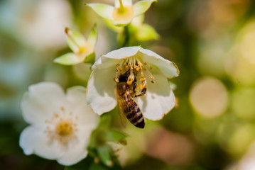 Obraz na płótnie Canvas Honey bee on flowers