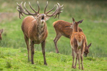 Hirsch, Rothirsch mit Hirschkuh