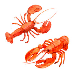 Lobsters isolated on white background, watercolor illustration - 163805704